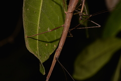 Candovia granulosa