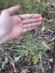 Paspalum distichum