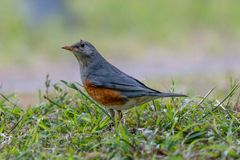 Turdus hortulorum
