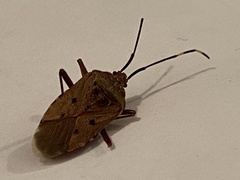 Urochela quadrinotata