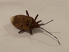 Urochela quadrinotata