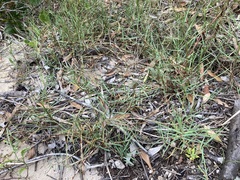 Paspalum distichum
