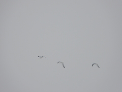Larus cachinnans