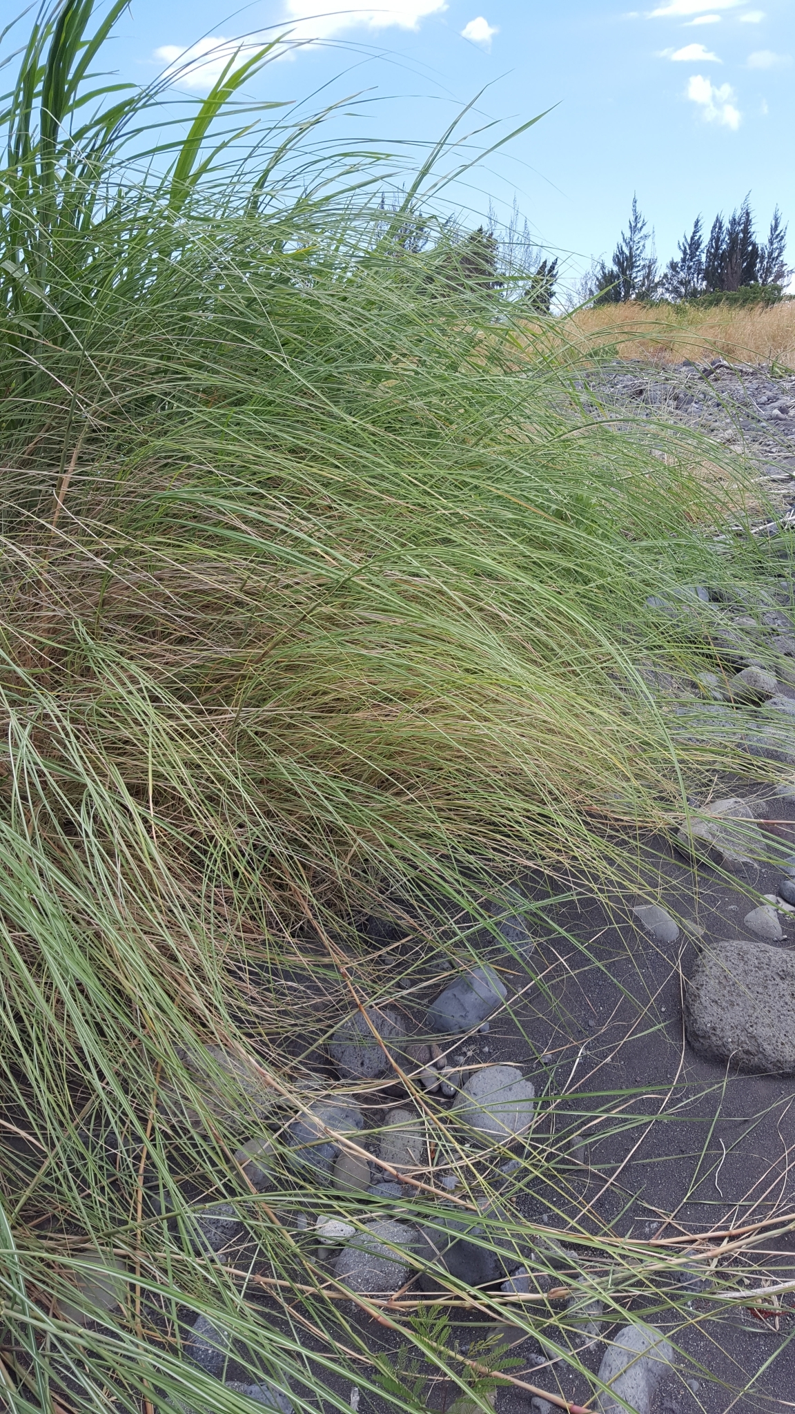 (c) François Rousseu, certains droits réservés (CC BY-NC) https://www.inaturalist.org/observations/144909344