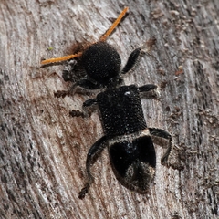 Trogodendron mirabilis