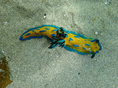 Tambja verconis