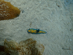Tambja verconis