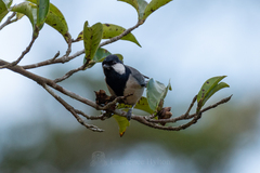 Parus minor commixtus