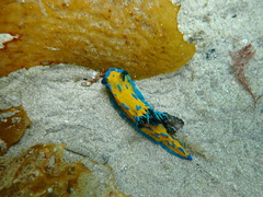 Tambja verconis