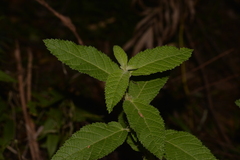 Acalypha nemorum