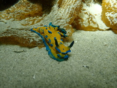 Tambja verconis
