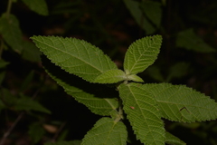 Acalypha nemorum