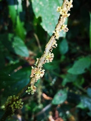 Oreocnide