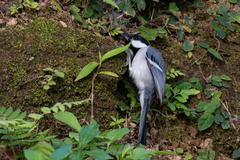 Parus minor commixtus