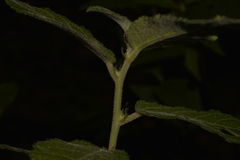 Acalypha nemorum