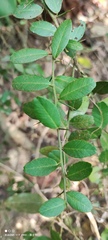 Atalantia buxifolia