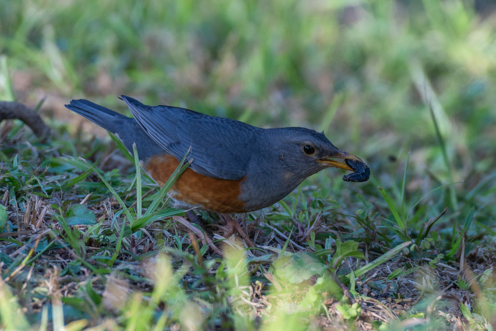 Grey-backed Thrush