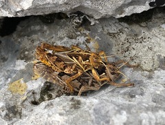 Prionotropis hystrix