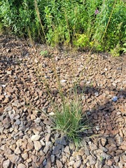 Arrhenatherum elatius