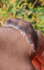 Crocidura leucodon