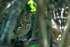 Zoothera aurea