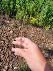 Arrhenatherum elatius
