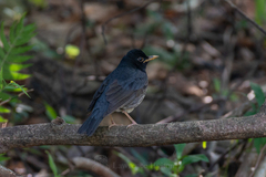 Turdus cardis
