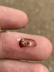 Amblychilepas nigrita