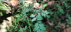 Ventilago elegans
