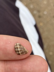 Agnewia tritoniformis