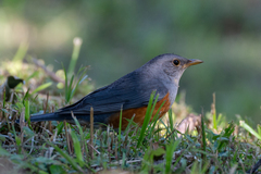 Turdus hortulorum