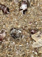 Patelloida latistrigata