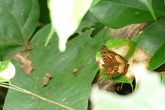 Euryphura chalcis
