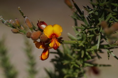 Jacksonia furcellata