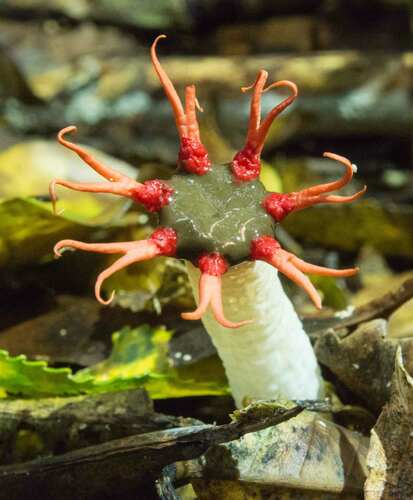 anemone stinkhorn fungus