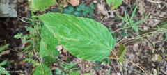 Flemingia strobilifera