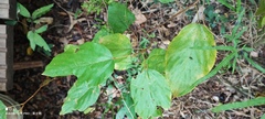 Flemingia strobilifera