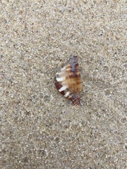 Ranella australasia