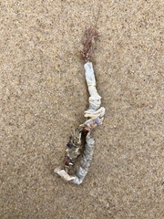 Diopatra dentata