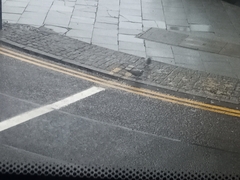 Columba livia domestica