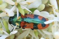 Castiarina scalaris