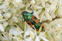 Castiarina scalaris
