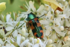 Castiarina scalaris