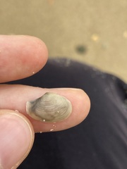 Myadora pandoriformis