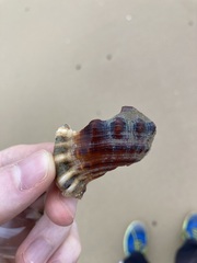 Ranella australasia