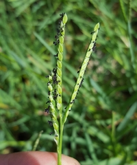 Paspalum distichum image