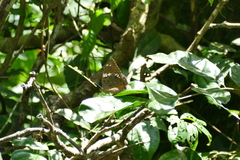 Charaxes