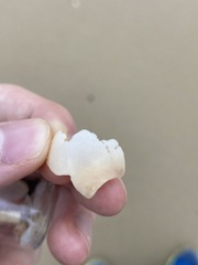 Ancillista velesiana