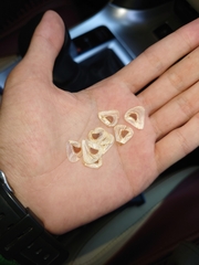 Cardiocrinum giganteum