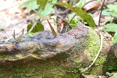 Charaxes zingha